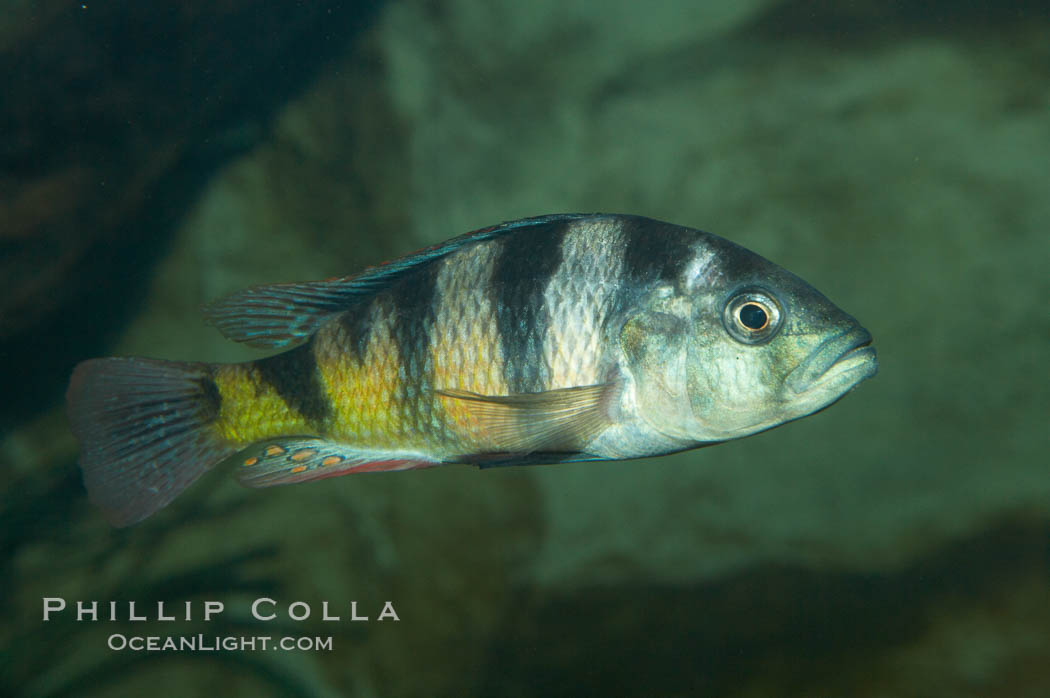 Unidentified cichlid fish., natural history stock photograph, photo id 11045