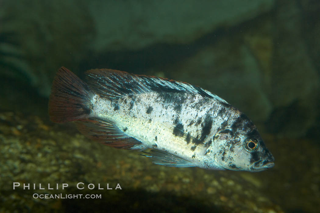 Unidentified cichlid fish., natural history stock photograph, photo id 11049