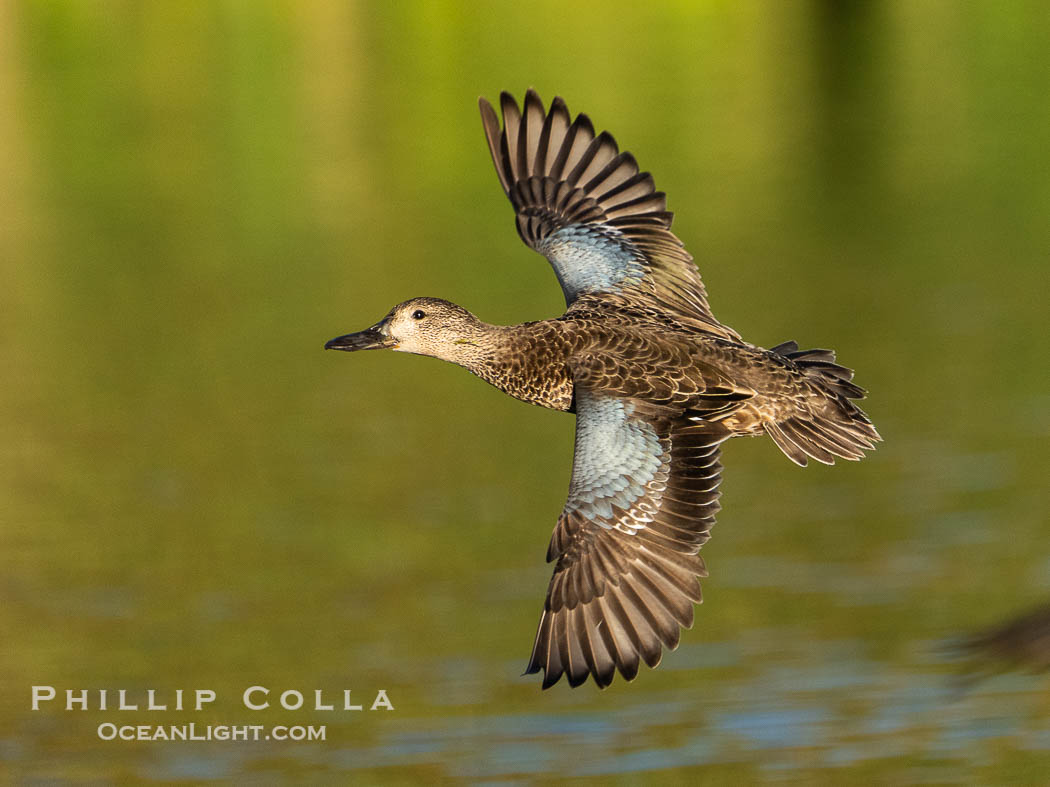 Cinnamon teal, Anas cyanoptera, Anas cyanoptera, Santee Lakes