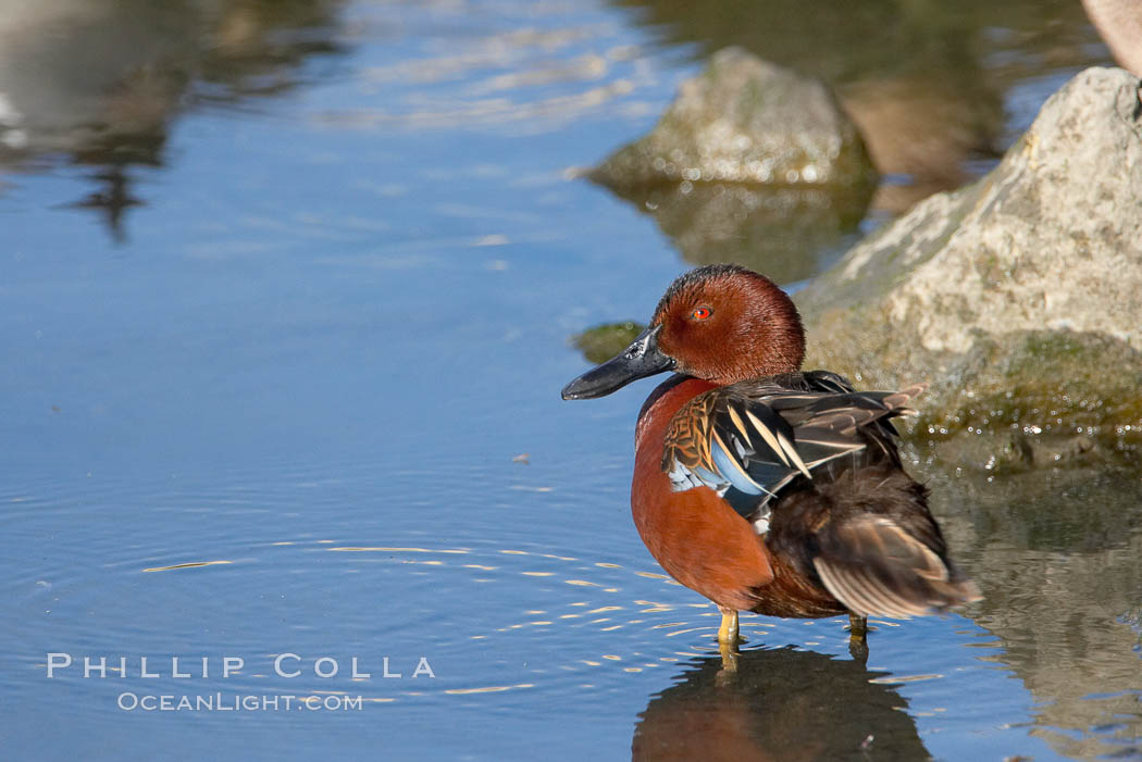 Cinnamon teal, male. Upper Newport Bay Ecological Reserve, Newport Beach, California, USA, Anas cyanoptera, natural history stock photograph, photo id 15735