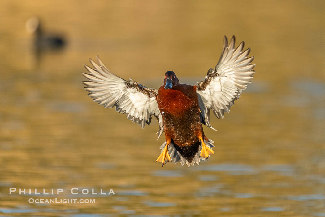 Cinnamon Teal, Anas cyanoptera, Santee Lakes, Anas cyanoptera