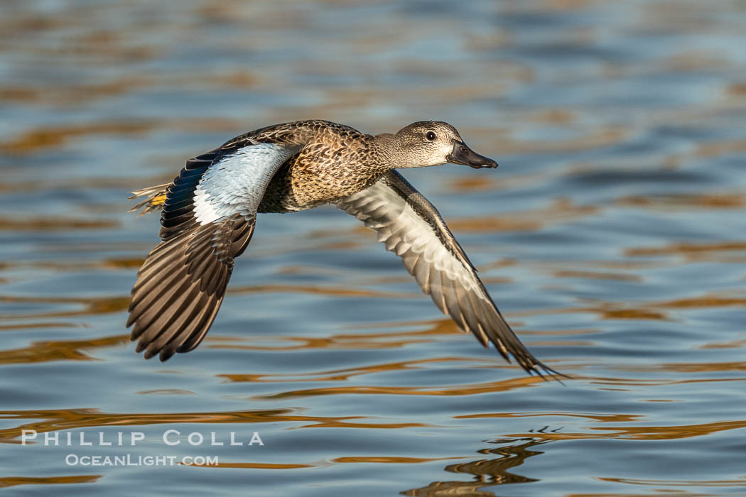 Cinnamon Teal, Anas cyanoptera, Santee Lakes, Anas cyanoptera