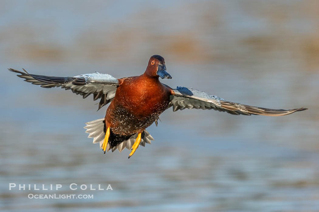 Cinnamon Teal, Anas cyanoptera, Santee Lakes, Anas cyanoptera