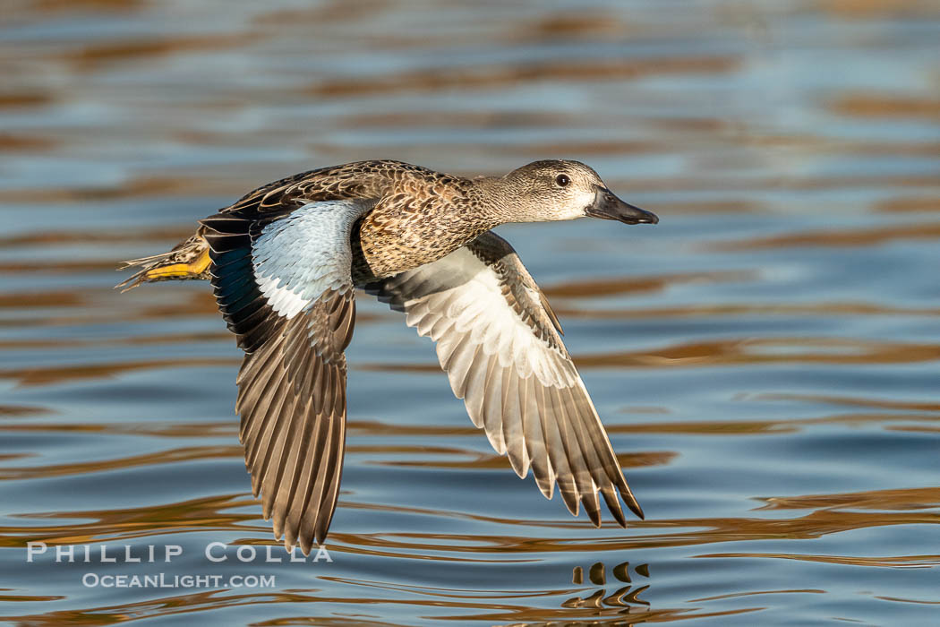 Cinnamon Teal, Anas cyanoptera, Santee Lakes., Anas cyanoptera, natural history stock photograph, photo id 41491