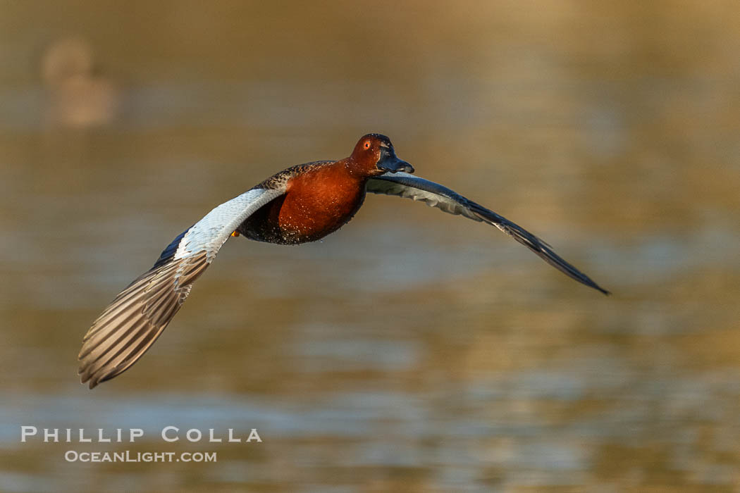 Cinnamon Teal, Anas cyanoptera, Santee Lakes., Anas cyanoptera, natural history stock photograph, photo id 41493