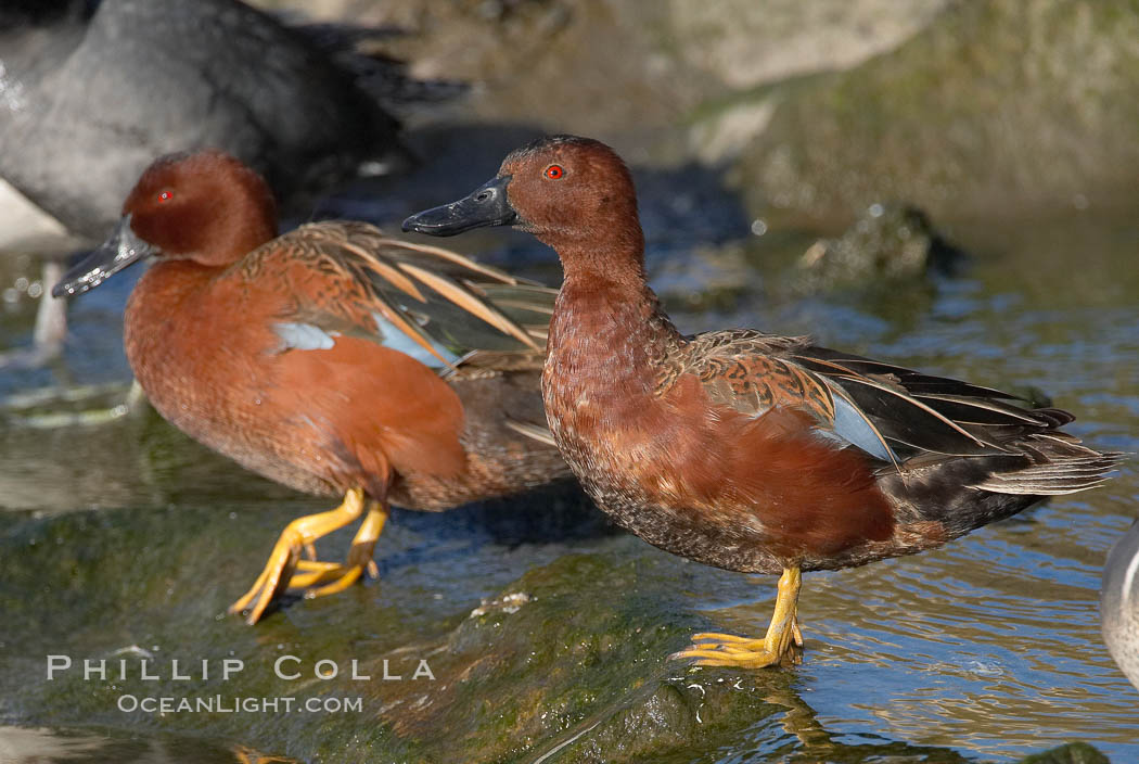 Cinnamon teal, male. Upper Newport Bay Ecological Reserve, Newport Beach, California, USA, Anas cyanoptera, natural history stock photograph, photo id 15737