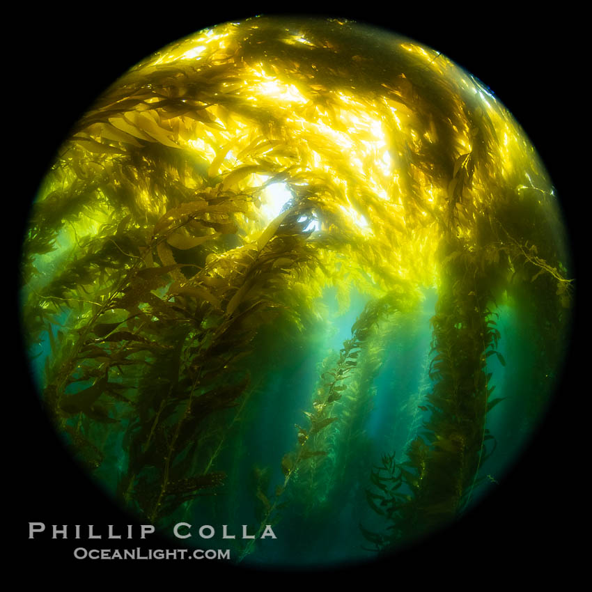 Giant Kelp Forest, West End Catalina Island, rendered in the round by a circular fisheye lens. California, USA, natural history stock photograph, photo id 38482