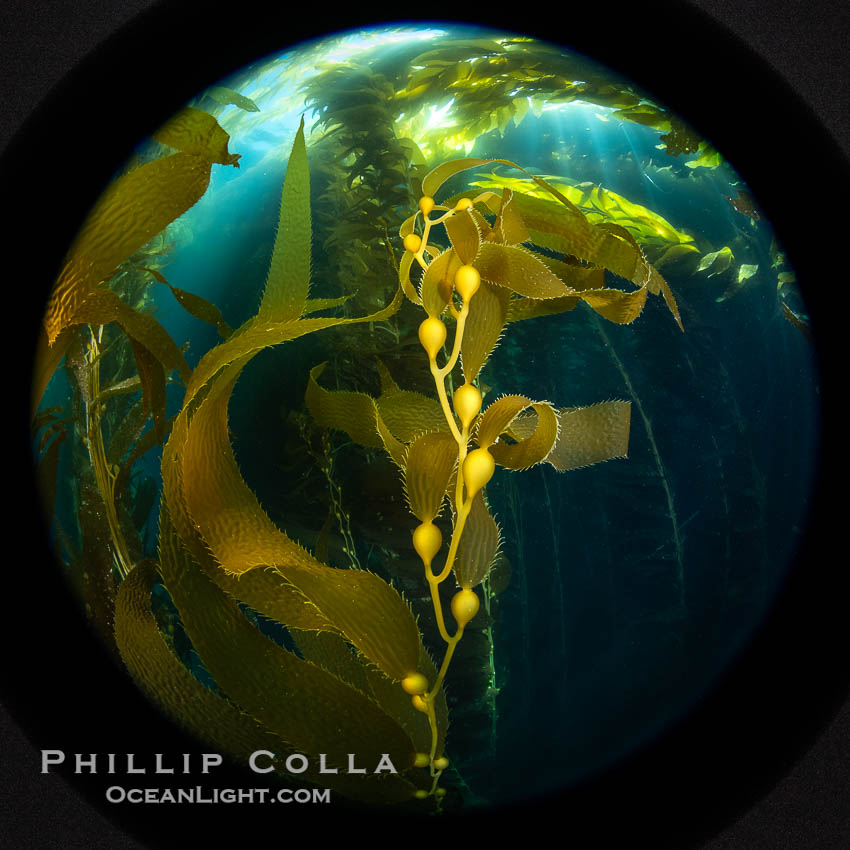 Giant Kelp Forest, West End Catalina Island, rendered in the round by a circular fisheye lens. California, USA, natural history stock photograph, photo id 38480