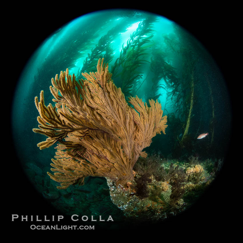 Giant Kelp Forest, West End Catalina Island, rendered in the round by a circular fisheye lens. California, USA, natural history stock photograph, photo id 38477