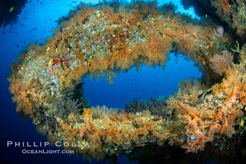 Circular freestanding coral structure covered with yellow soft corals, Fiji. Vatu I Ra Passage, Bligh Waters, Viti Levu Island, natural history stock photograph, photo id 41069