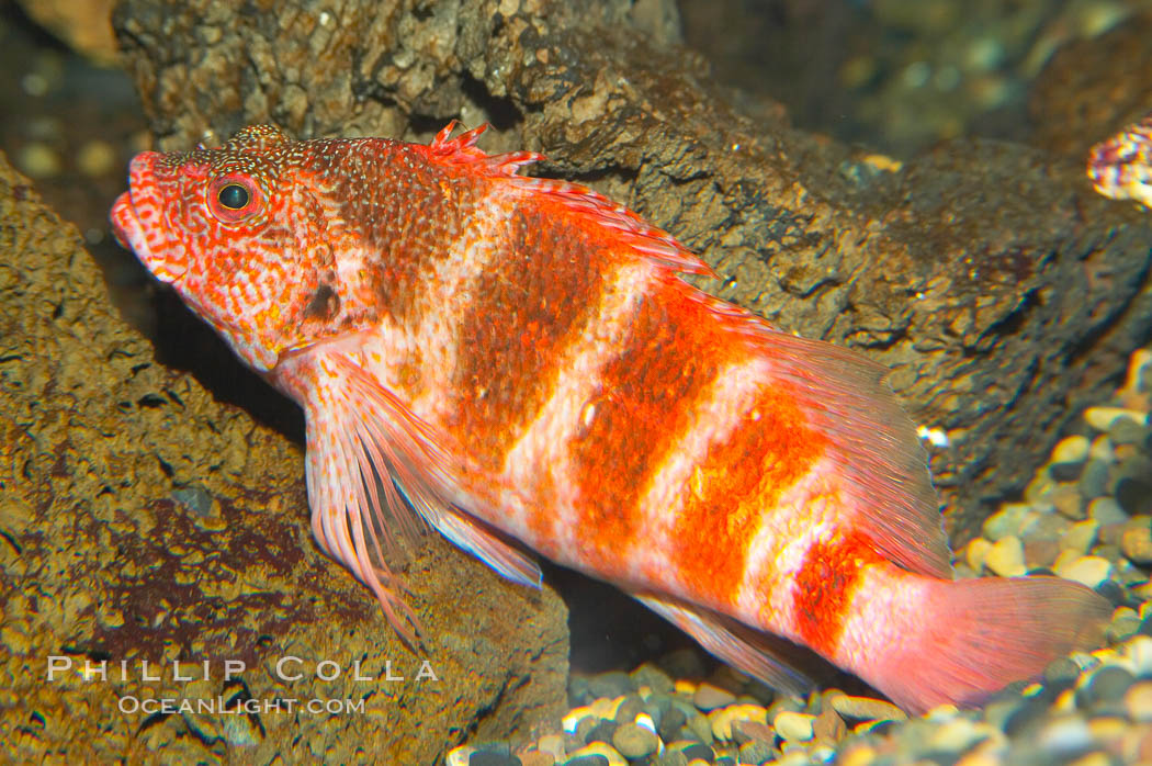 Hawaiian hawkfish., Cirrhitops fasciatus, natural history stock photograph, photo id 13974