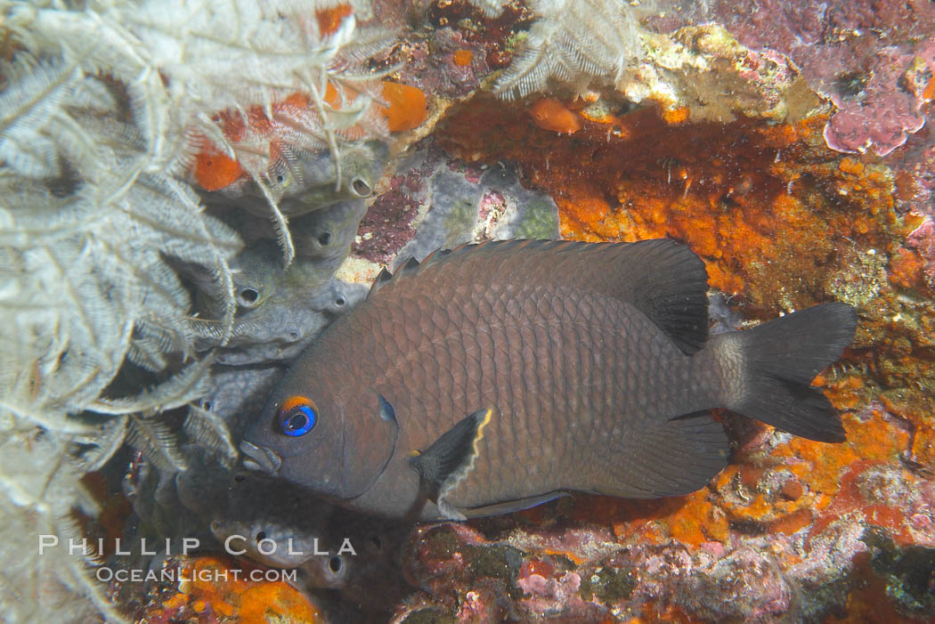 Whitetail gregory, Galapagos subspecies. Cousins, Galapagos Islands, Ecuador, Cirrhitus rivulatus, natural history stock photograph, photo id 16406