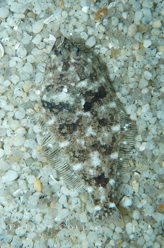 A small (2 inch) sanddab is well-camouflaged amidst the grains of sand that surround it., Citharichthys, natural history stock photograph, photo id 08946