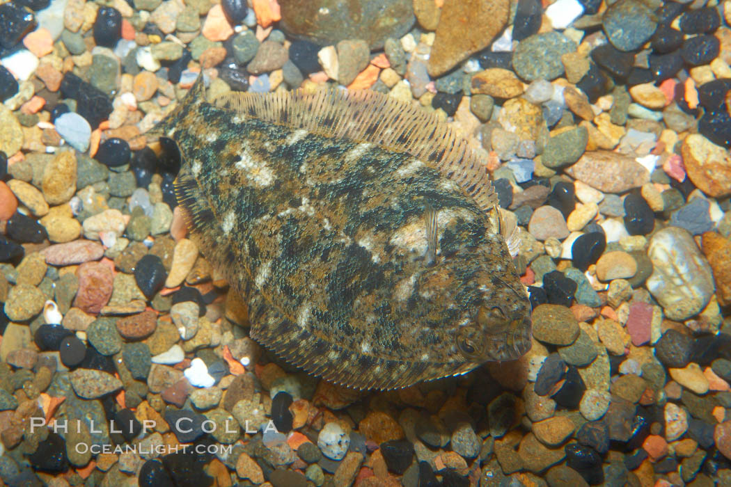 A small 2-inch sanddab is well-camoflaged against the grains of sand that surround it., Citharichthys, natural history stock photograph, photo id 21523