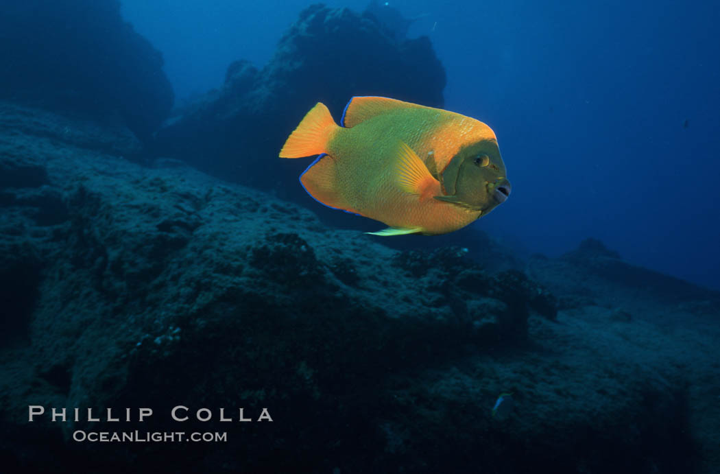 Adult Clarion angelfish, Revilligigedos. Socorro Island (Islas Revillagigedos), Baja California, Mexico, Holacanthus clarionensis, natural history stock photograph, photo id 05770