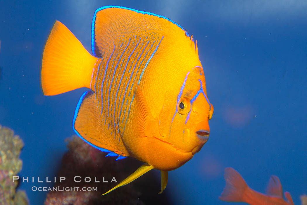 Juvenile Clarion angelfish., Holacanthus clarionensis, natural history stock photograph, photo id 12899