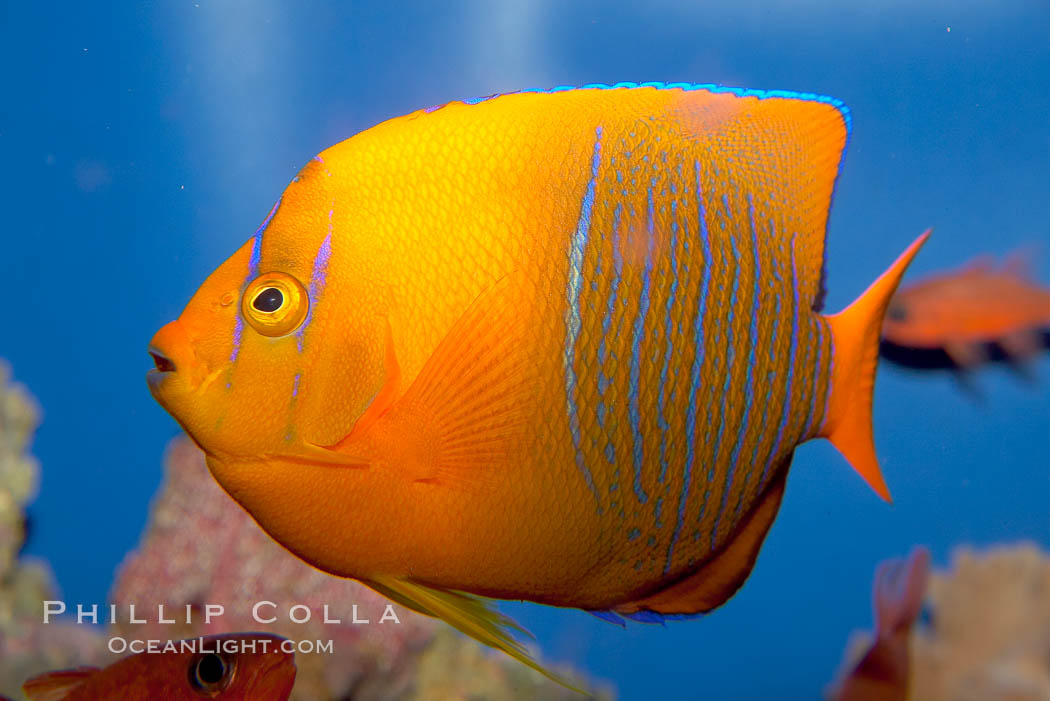 Juvenile Clarion angelfish., Holacanthus clarionensis, natural history stock photograph, photo id 12901