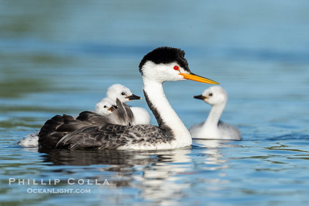 Clark's Grebe Adult and Three Chicks. Grebe chicks will ride on the adult's back until they become too large., Aechmophorus clarkii, natural history stock photograph, photo id 41819