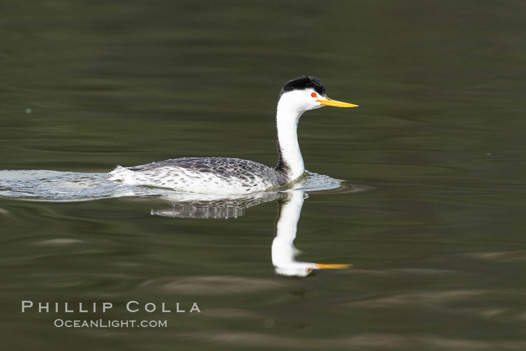 Clark's grebe, Aechmophorus clarkii, Lake Hodges, San Diego. California, USA, Aechmophorus clarkii, natural history stock photograph, photo id 37853