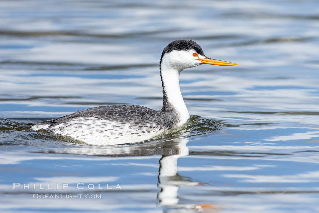 Clark's grebe, Aechmophorus clarkii, Lake Hodges, San Diego, Aechmophorus clarkii