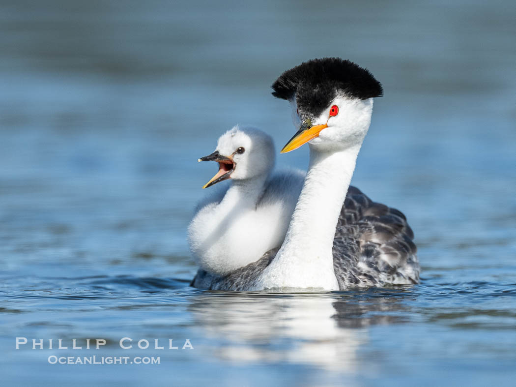 Clark's Grebe Chick Rides on its Parent's Back. Both parents will carry the chicks. Riding on its parent's back is a form of protection for the young chick, and it will adopt this safe position until it becomes too large to fit on the adults back., Aechmophorus clarkii, natural history stock photograph, photo id 41798
