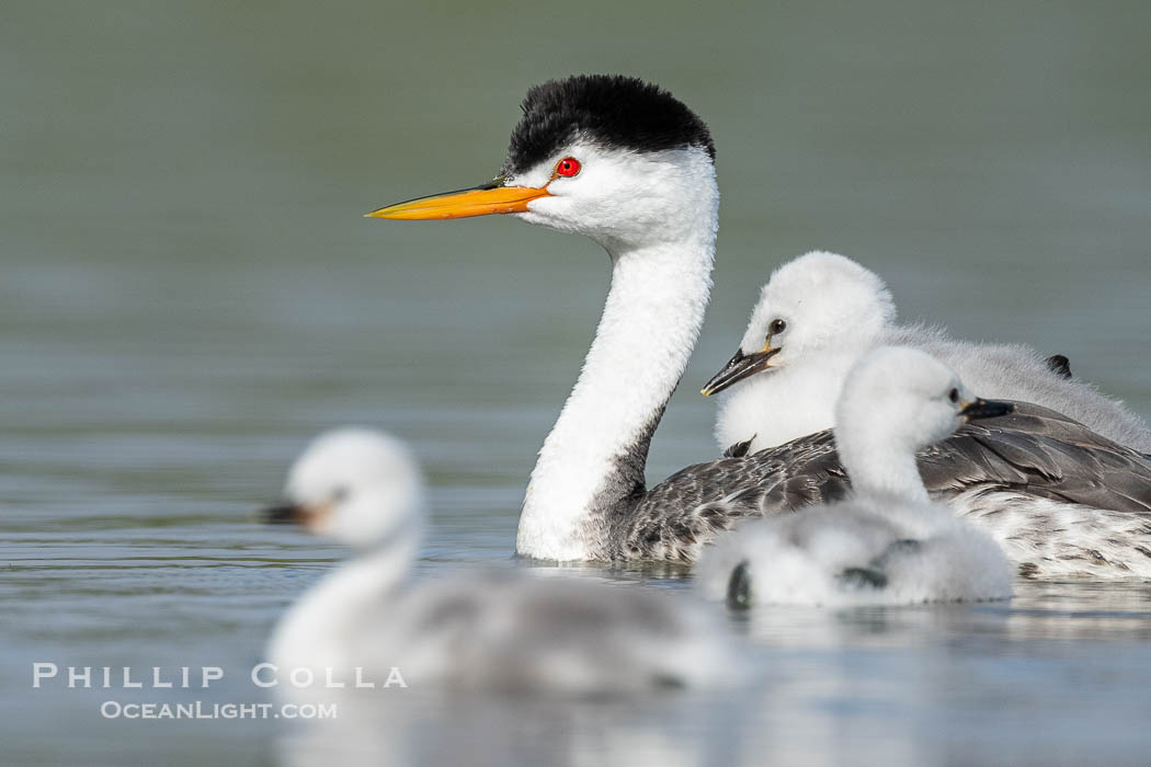 Clark's Grebe Chick Rides on its Parent's Back. Both parents will carry the chicks. Riding on its parent's back is a form of protection for the young chick, and it will adopt this safe position until it becomes too large to fit on the adults back., Aechmophorus clarkii, natural history stock photograph, photo id 41802