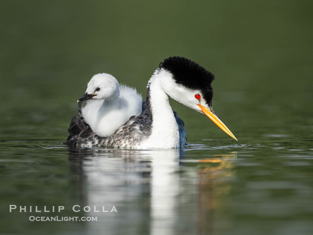 Clark's Grebe Chick Rides on its Parent's Back. Both parents will carry the chicks. Riding on its parent's back is a form of protection for the young chick, and it will adopt this safe position until it becomes too large to fit on the adults back., Aechmophorus clarkii, natural history stock photograph, photo id 41800