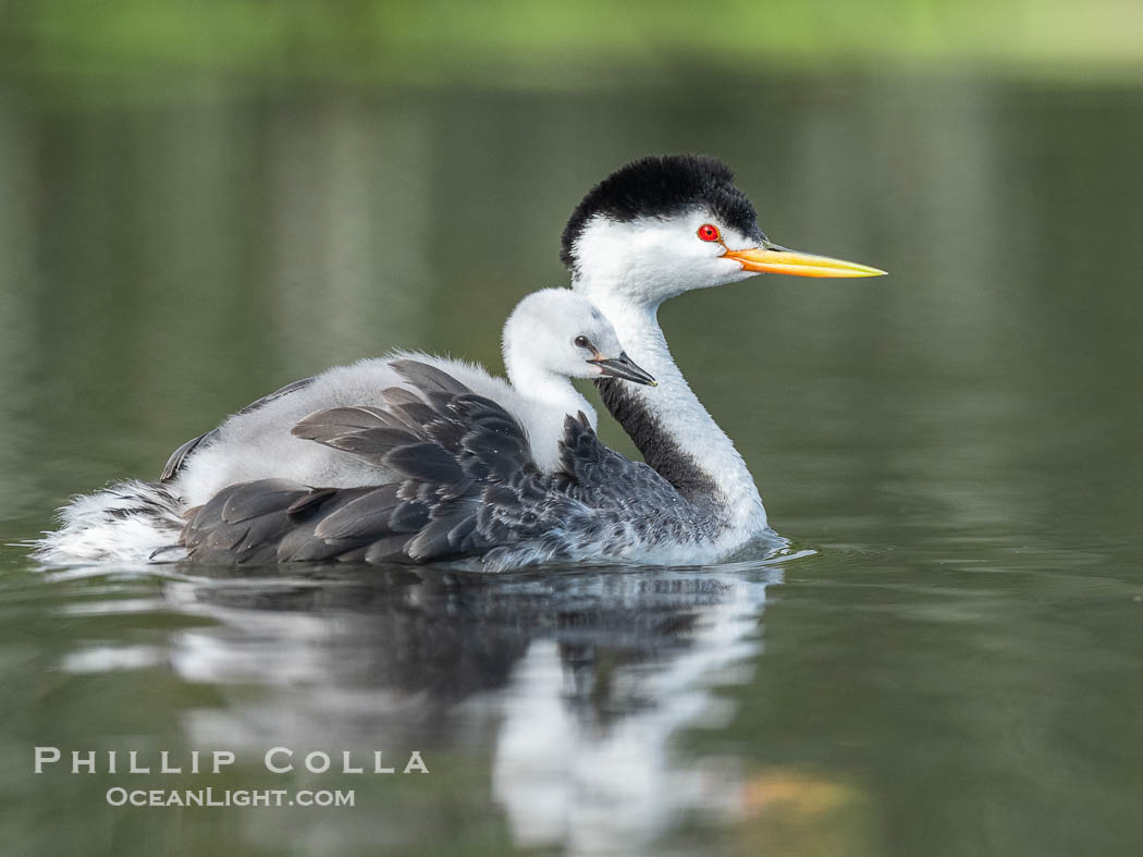 Clark's Grebe Chick Rides on its Parent's Back. Both parents will carry the chicks. Riding on its parent's back is a form of protection for the young chick, and it will adopt this safe position until it becomes too large to fit on the adults back., Aechmophorus clarkii, natural history stock photograph, photo id 41804