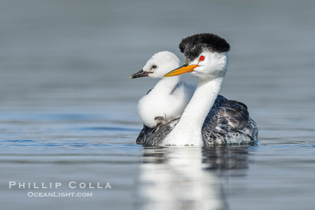 Clark's Grebe Chick Rides on its Parent's Back. Both parents will carry the chicks. Riding on its parent's back is a form of protection for the young chick, and it will adopt this safe position until it becomes too large to fit on the adults back., Aechmophorus clarkii, natural history stock photograph, photo id 41779