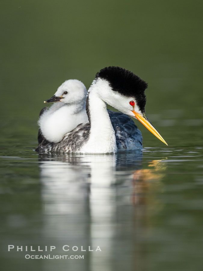Clark's Grebe Chick Rides on its Parent's Back. Both parents will carry the chicks. Riding on its parent's back is a form of protection for the young chick, and it will adopt this safe position until it becomes too large to fit on the adults back., Aechmophorus clarkii, natural history stock photograph, photo id 41801