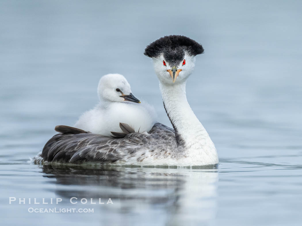 Clark's Grebe Chick Rides on its Parent's Back. Both parents will carry the chicks. Riding on its parent's back is a form of protection for the young chick, and it will adopt this safe position until it becomes too large to fit on the adults back., Aechmophorus clarkii, natural history stock photograph, photo id 41805