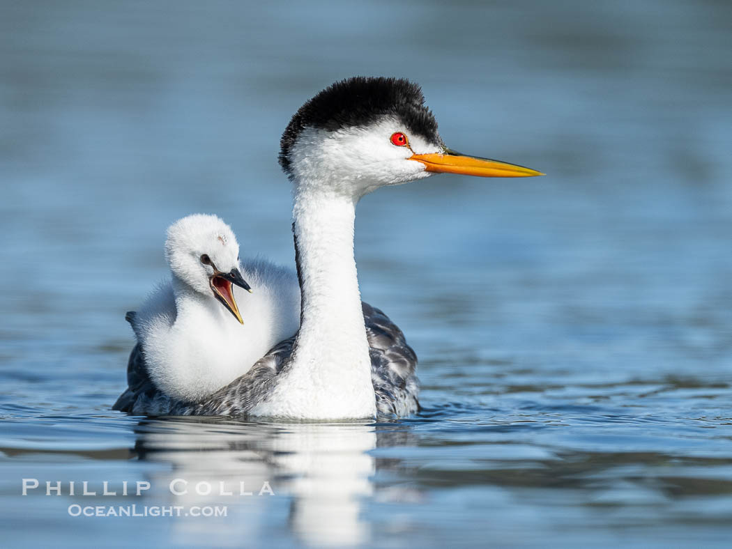 Clark's Grebe Chick Rides on its Parent's Back. Both parents will carry the chicks. Riding on its parent's back is a form of protection for the young chick, and it will adopt this safe position until it becomes too large to fit on the adults back., Aechmophorus clarkii, natural history stock photograph, photo id 41817