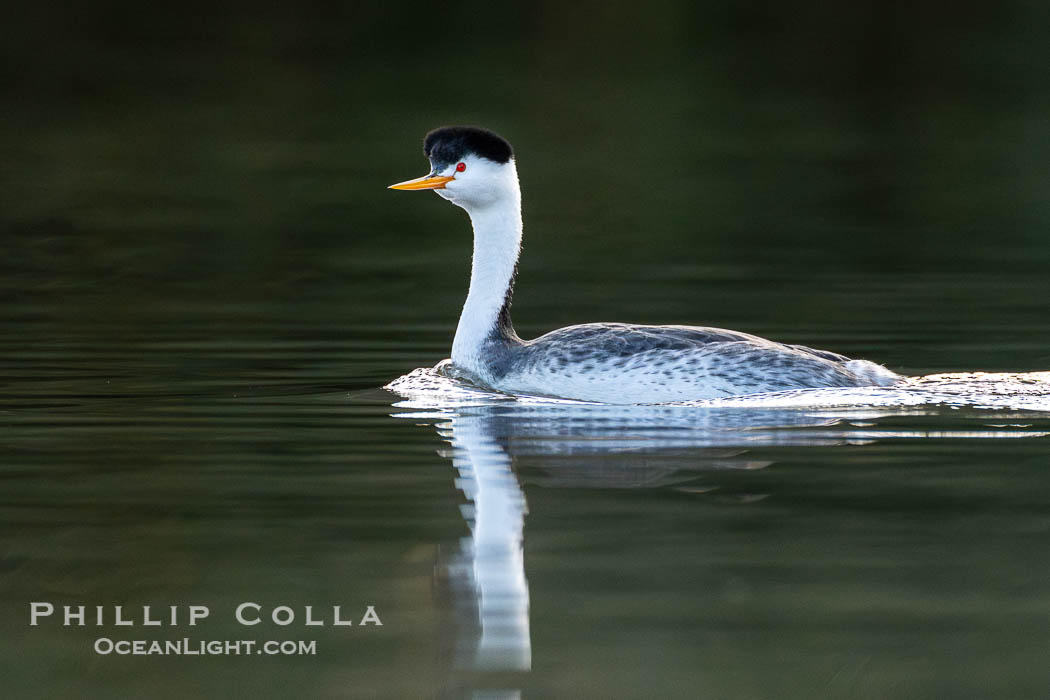 Clark's Grebe on Lake Wohlford, Aechmophorus clarkii, Escondido, California Clark's Grebe on Lake Wohlford, Aechmophorus clarkii, Escondido, California