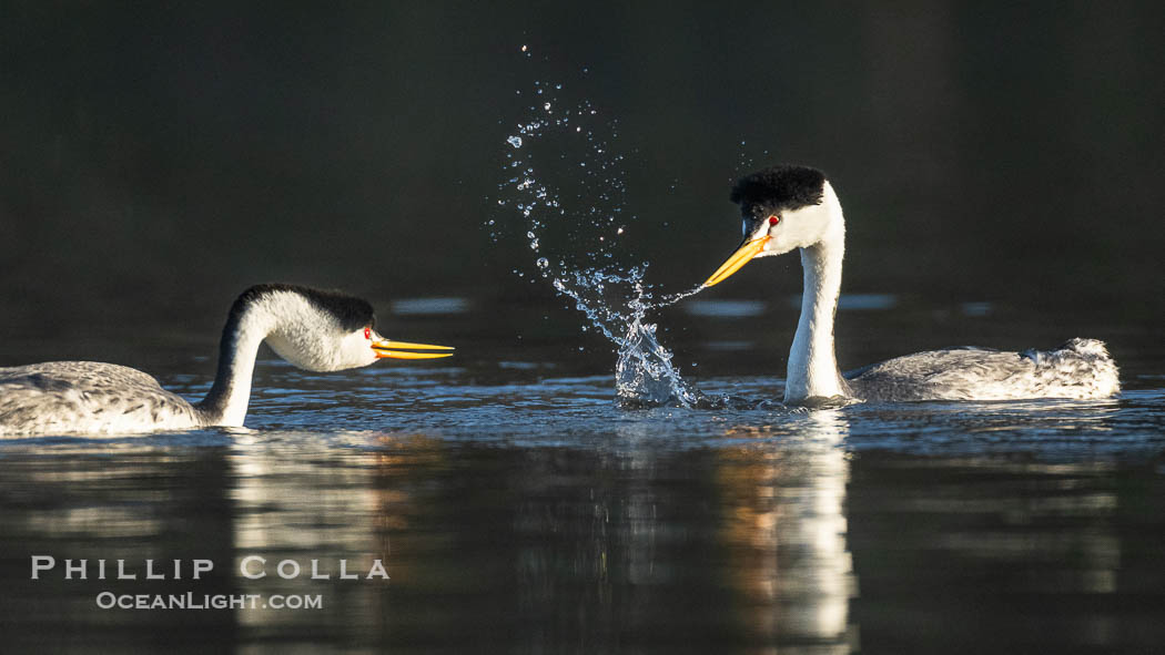 Clark's Grebes Dip Shaking, a courtship behavior in which the grebes face each other and alternate dipping their beaks in the water and shaking their head, tossing water into the air. Coupled with ratchet-pointing, several rounds of dip-shaking are often an immediate precursor to rushing, Aechmophorus clarkii, Lake Wohlford, Escondido, California Clark's Grebes Dip Shaking, a courtship behavior in which the grebes face each other and alternate dipping their beaks in the water and shaking their head, tossing water into the air. Coupled with ratchet-pointing, several rounds of dip-shaking are often an immediate precursor to rushing, Aechmophorus clarkii, Lake Wohlford, Escondido, California