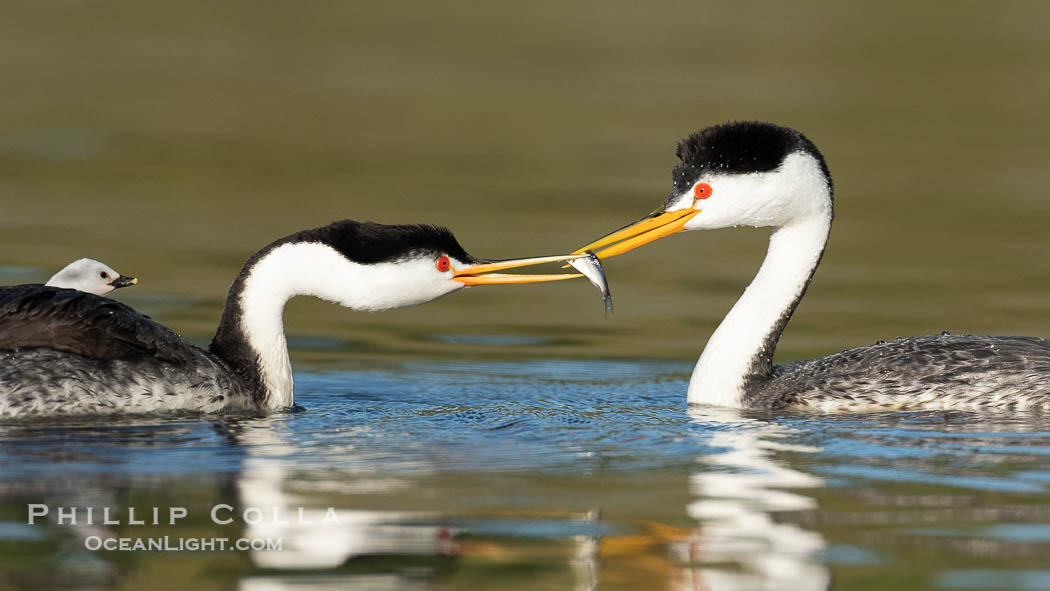 Clark's Grebes exchange a fish. One mate just caught the fish and offers it to the other mate which is already occupied caring for chicks., Aechmophorus clarkii, natural history stock photograph, photo id 41791