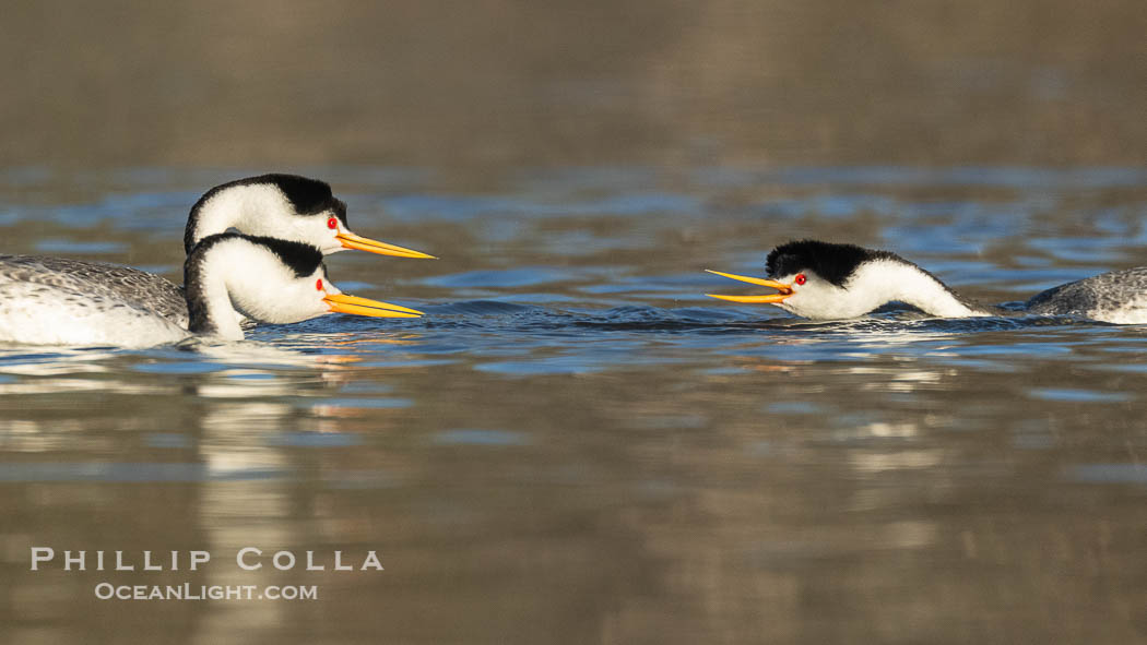 Clark's Grebes Ratchet Pointing, a courtship behavior in which the grebes assume a low facing position in the water, point beaks at one another and emit a ratchet-like sound. Coupled with dip-shaking, several rounds of ratchet pointing is often an immediate precursor to rushing, Aechmophorus clarkii, Lake Wohlford, Escondido, California Clark's Grebes Ratchet Pointing, a courtship behavior in which the grebes assume a low facing position in the water, point beaks at one another and emit a ratchet-like sound. Coupled with dip-shaking, several rounds of ratchet pointing is often an immediate precursor to rushing, Aechmophorus clarkii, Lake Wohlford, Escondido, California