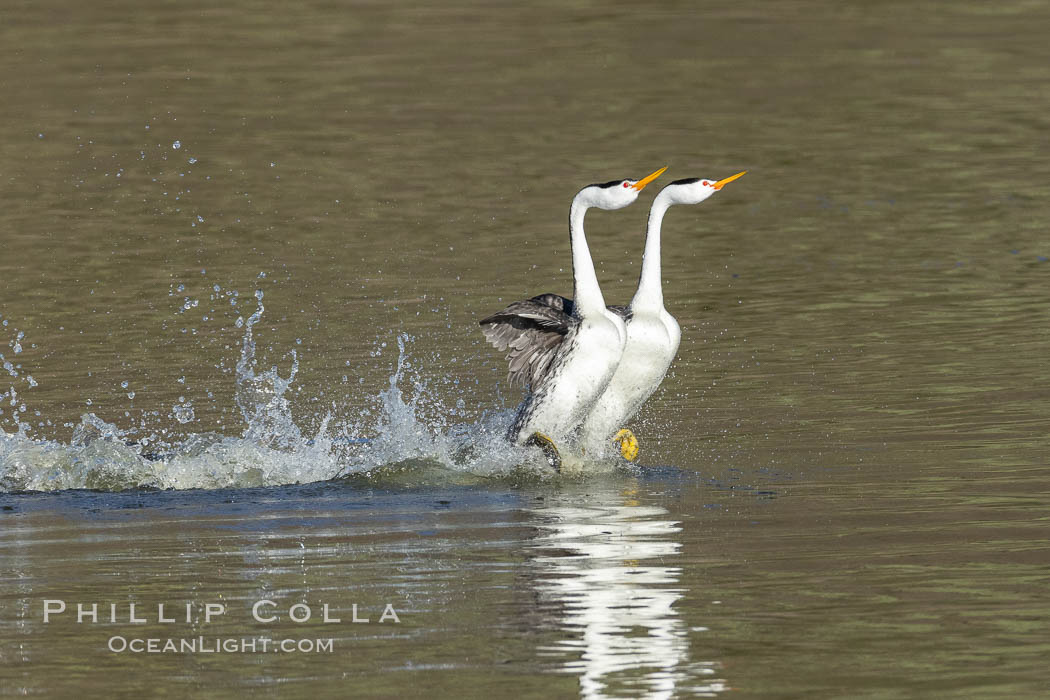 Clark's Grebes Rushing on Lake Hodges, San Diego, Aechmophorus clarkii