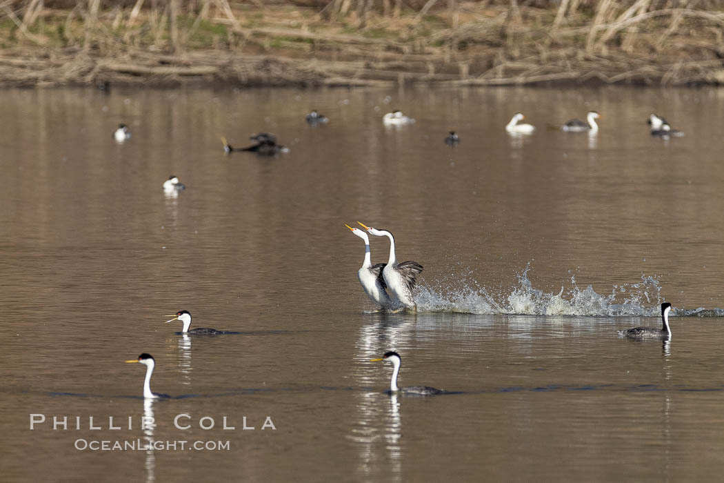 Clark's Grebes Rushing on Lake Hodges, San Diego. California, USA, Aechmophorus clarkii, natural history stock photograph, photo id 36784