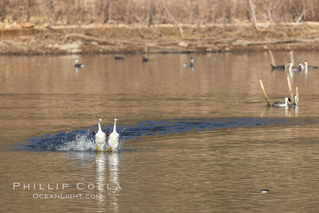 Clark's Grebes Rushing on Lake Hodges, San Diego. California, USA, Aechmophorus clarkii, natural history stock photograph, photo id 36785