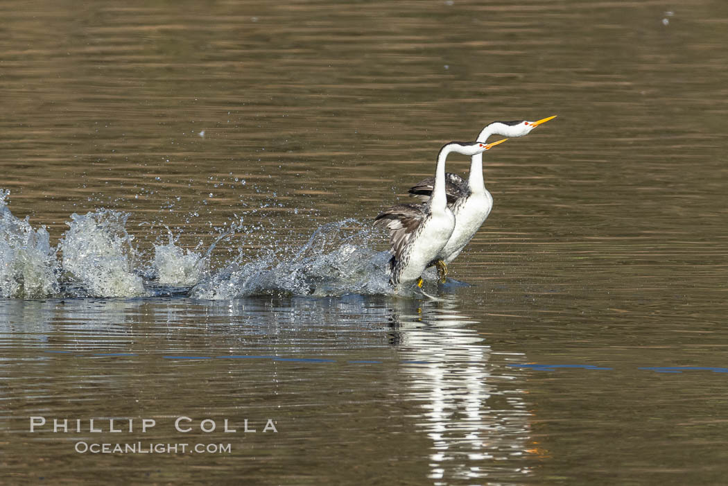 Clark's Grebes Rushing on Lake Hodges, San Diego. California, USA, Aechmophorus clarkii, natural history stock photograph, photo id 36829