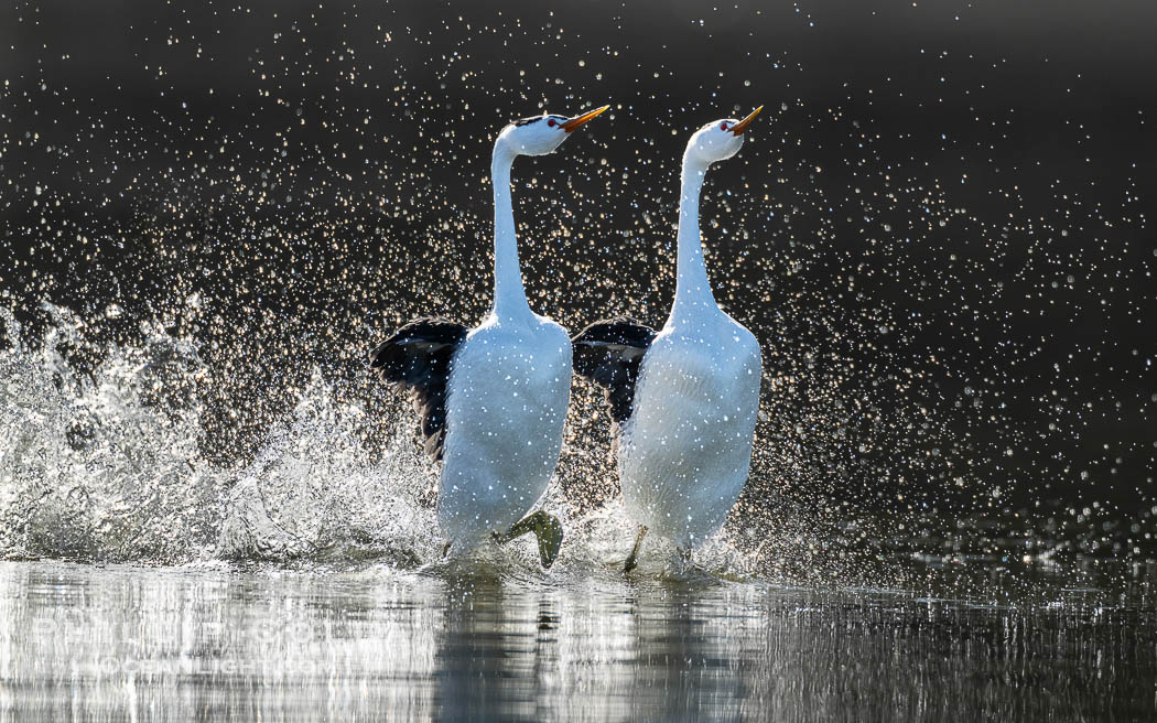 Clark's Grebes rushing side by side, a spectacular courtship behavior in which the aquatic birds literally run on the surface of the water while slapping their feet up to 20 times per second, Aechmophorus clarkii, Lake Wohlford, Escondido, California Clark's Grebes rushing side by side, a spectacular courtship behavior in which the aquatic birds literally run on the surface of the water while slapping their feet up to 20 times per second, Aechmophorus clarkii, Lake Wohlford, Escondido, California