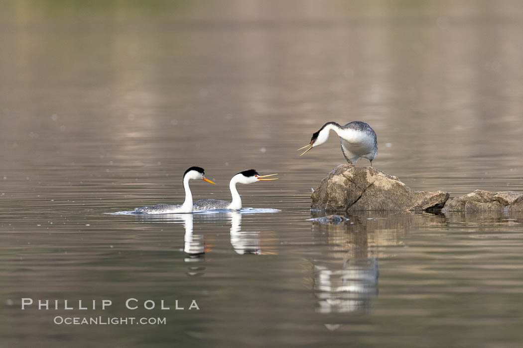 Clarks Grebes (left) and Western Grebe (right), arguing over a rock, Lake Hodges., Aechmophorus clarkii, Aechmophorus occidentalis, natural history stock photograph, photo id 36882