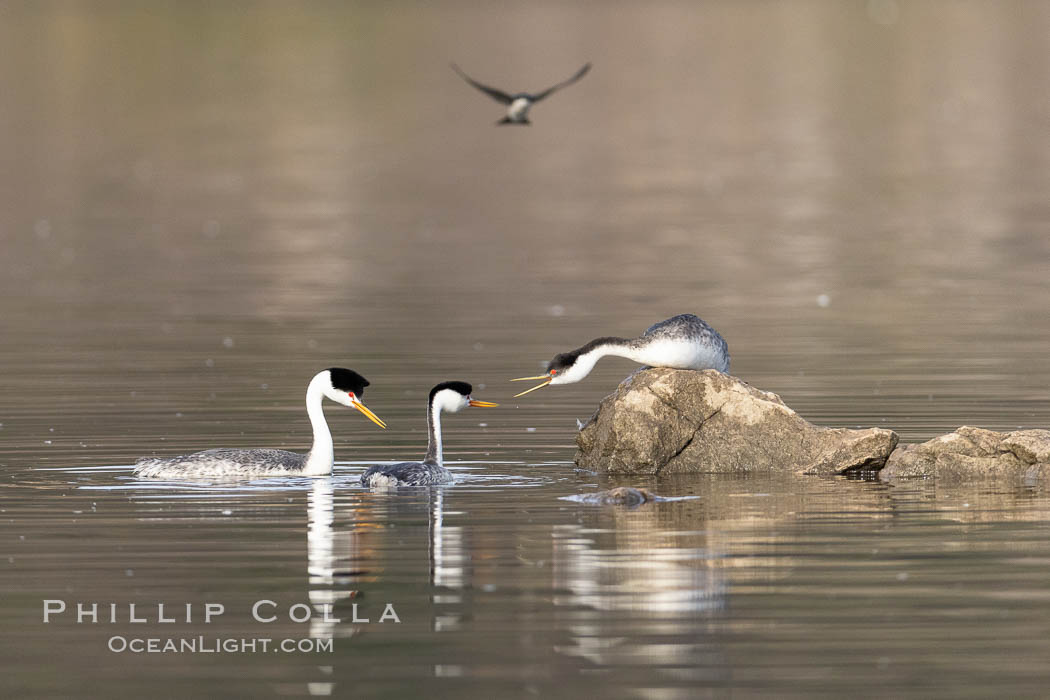 Clarks Grebes (left) and Western Grebe (right), arguing over a rock, Lake Hodges, Aechmophorus occidentalis, Aechmophorus clarkii