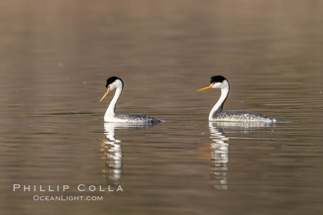 Clarks Grebes, courting pair, Lake Hodges., Aechmophorus clarkii, natural history stock photograph, photo id 36884