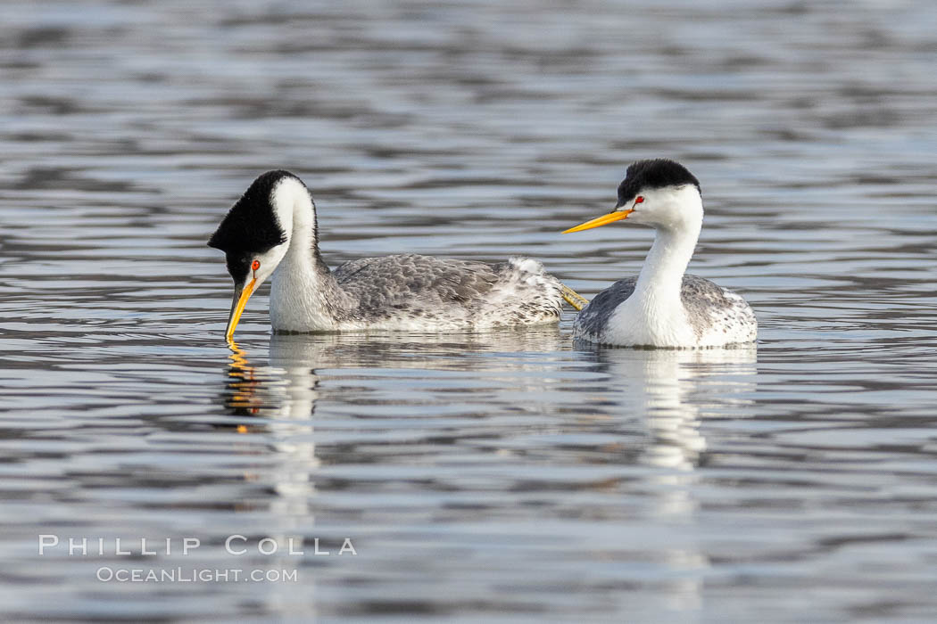 Clarks Grebes, courting pair, Lake Hodges, Aechmophorus clarkii, San Diego, California