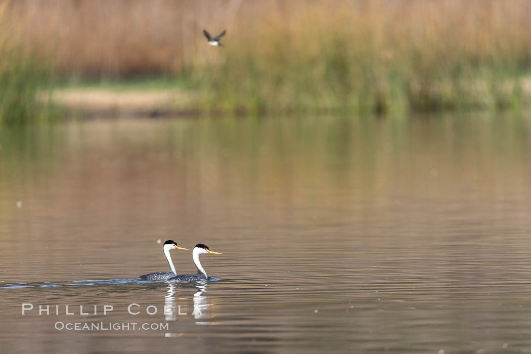 Clarks Grebes, courting pair, Lake Hodges., Aechmophorus clarkii, natural history stock photograph, photo id 36885