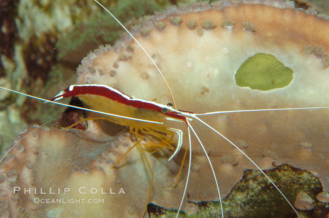 Cleaner shrimp., Lysmata amboinensis, natural history stock photograph, photo id 09258