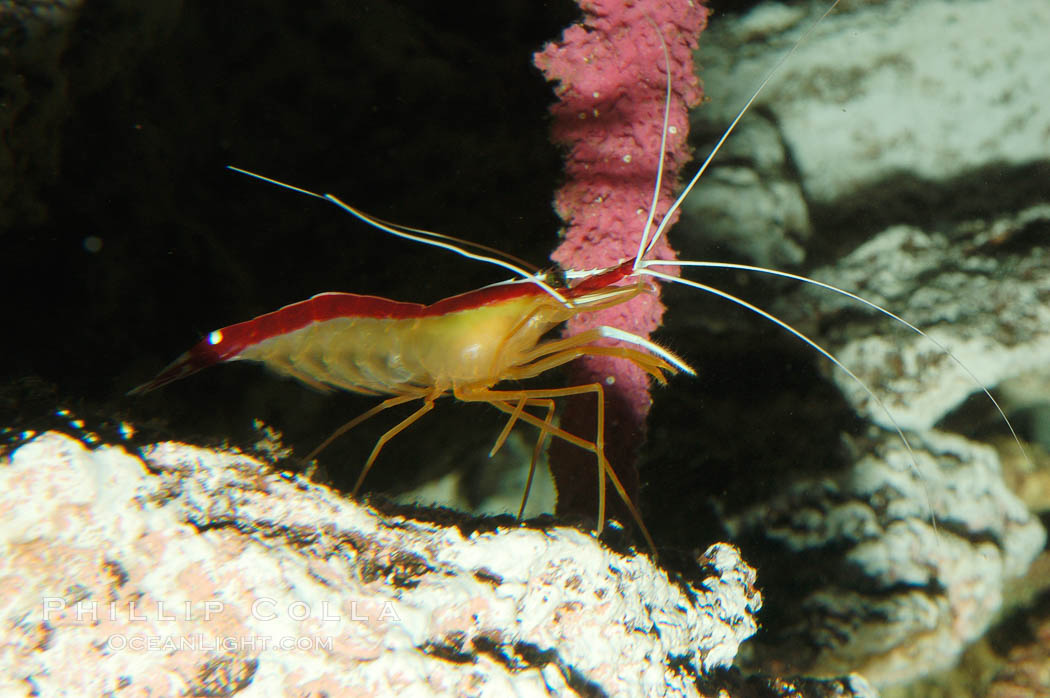 Cleaner shrimp., Lysmata amboinensis, natural history stock photograph, photo id 08675