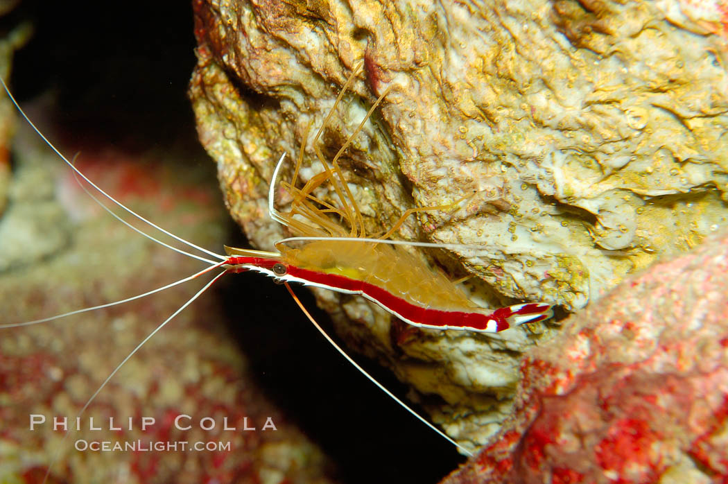 Cleaner shrimp., Lysmata amboinensis, natural history stock photograph, photo id 09467
