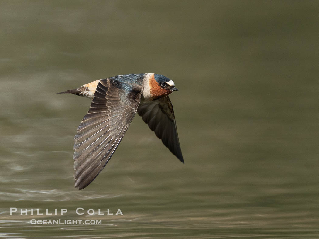 Cliff Swallow in Flight, Petrochelidon pyrrhonota, Lake Wohlford. Escondido, California, USA, natural history stock photograph, photo id 40900